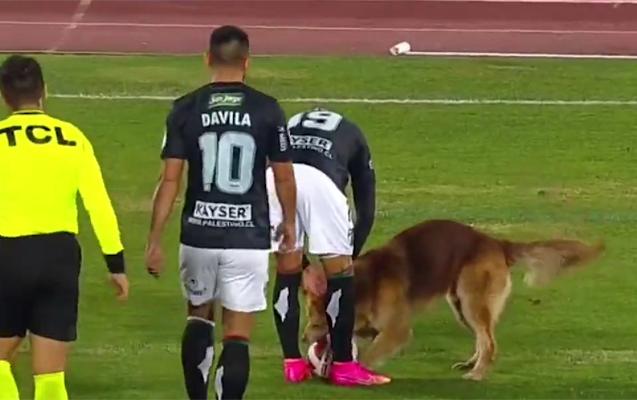 İt meydana çıxdı, topu futbolçulardan aldı - Şəkillər